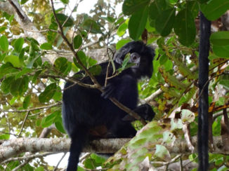 Java - Nog meer apen