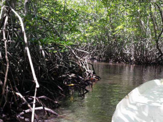 Rondreis Bali & Java - Mangrove nusa