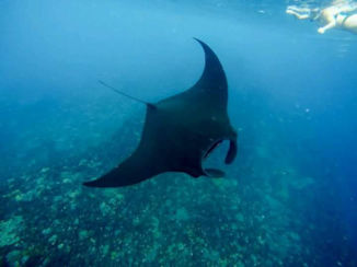 Rondreis Bali & Java - Snorkeling nusa