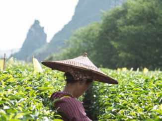 ANWB Vakantie - Thee plantage