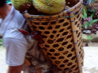 Sumatra - durian
