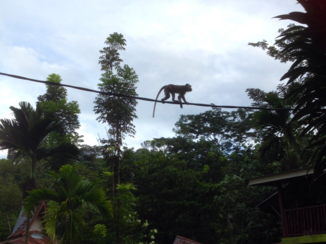 Sumatra - cheeky monkey