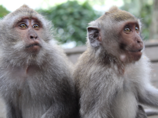Bali - Monkeys in Bali