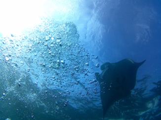 Nusa Lembongan - Spotten van reuse manta's
