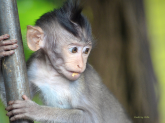 Bali - Aapje in Ubud