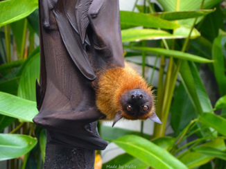 Bali - Vliegende hond