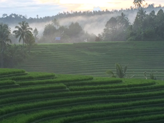 Bali - Rijstvelden