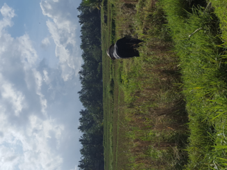 Bali - Rijstvelden Ubud