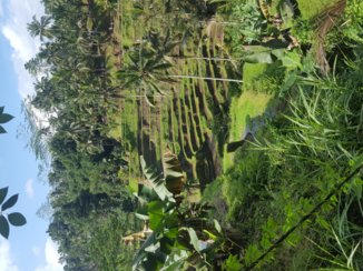 Bali - Rijstvelden Ubud