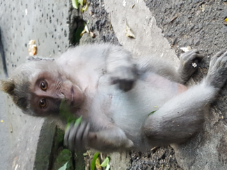 Bali - Monkey Forrest
