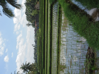 Bali - Rice paddy te