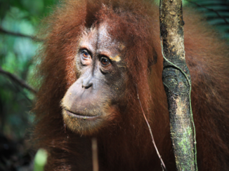 Sumatra