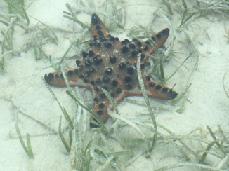 Kei eilanden - Een ster in de zee