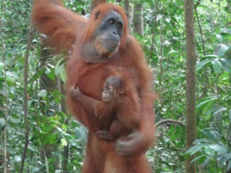 Sumatra - Beauty  van  de jungle