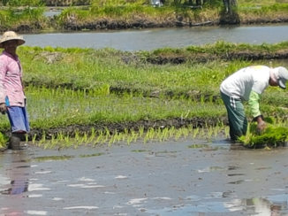 Lovina - Nieuwe rijst planten