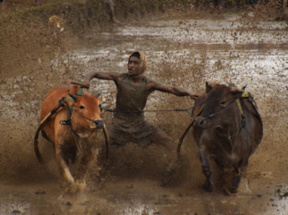 Sumatra - Pacu Jawi - koeienraces