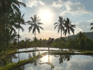 Indonesie - Ricefields bali