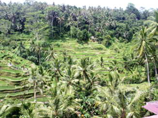 Bali - Rijstvelden