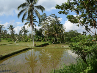 Rondreis Bali & Lombok - Rijst