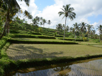 Rondreis Bali & Lombok - Rijst