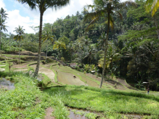 Rondreis Bali & Lombok - Schoonheid van een rijstveld