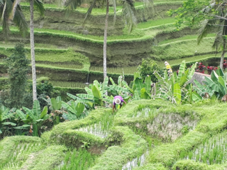 Bali - Rijstveld ubud