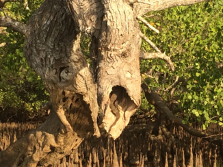 Rondreis Bali - Leguaan in mangrove