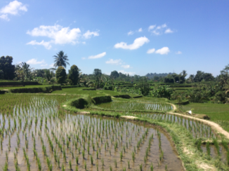 Rondreis Bali - Fietsen rond Ubud