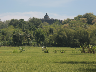 Java - Sawa’s bij Borobudur