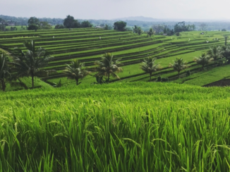 Bali - Rijstvelden jatiluwih