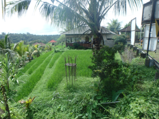 Bali - rijstterras