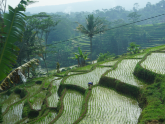 Rondreis Indonesië in vier weken