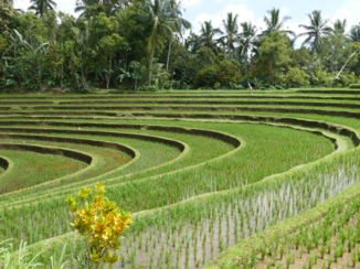 Bali - Rijstvelden in Ubud