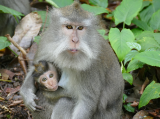 Bali - Aapjes in het apenbos