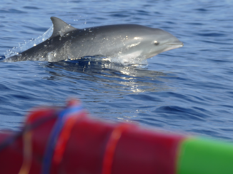 Bali - Dolfijnen spotten Lovina