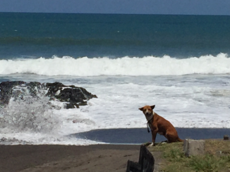 Sanur - Plaatje Seseh