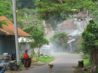Bali - Dorpstafereel in een van de kampongs