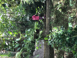 Bali - Koffieplantage Tegallalang