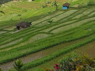 Bali - Rijstvelden