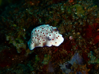 USS Liberty Shipwreck