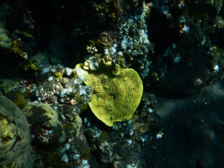 USS Liberty Shipwreck