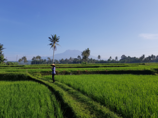 Java - Uitzicht bij de plantage
