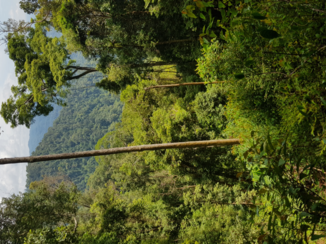 Sumatra - Uitzicht leuser park