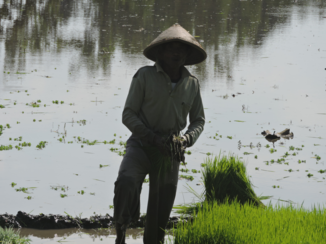 Karimunjawa Marine National Park - Rijstvelden in Yogyakarta.