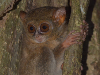 Sulawesi - Spookdiertje