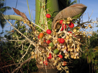 Sulawesi - Bijzondere bloei