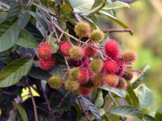 Sulawesi - Rambutan