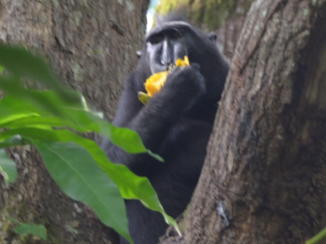 Sulawesi - Makaak met mango