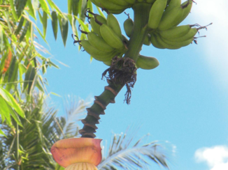 Sulawesi - Bananenboom in bloei