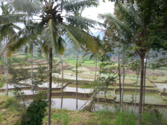 Indonesie - Rijstplantage